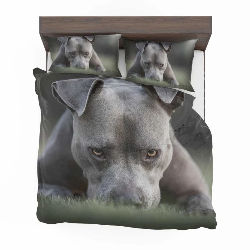 Intense Stare: American Pit Bull Terrier Bedding Set 1