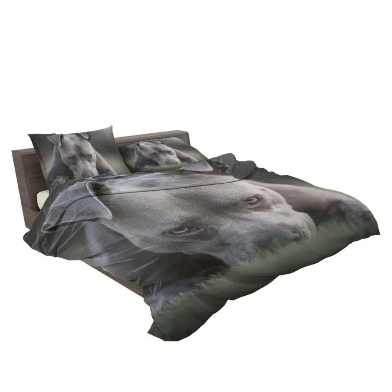 Intense Stare: American Pit Bull Terrier Bedding Set 2