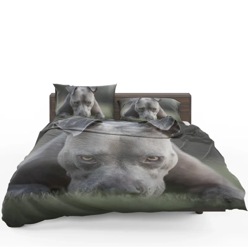 Intense Stare: American Pit Bull Terrier Bedding Set