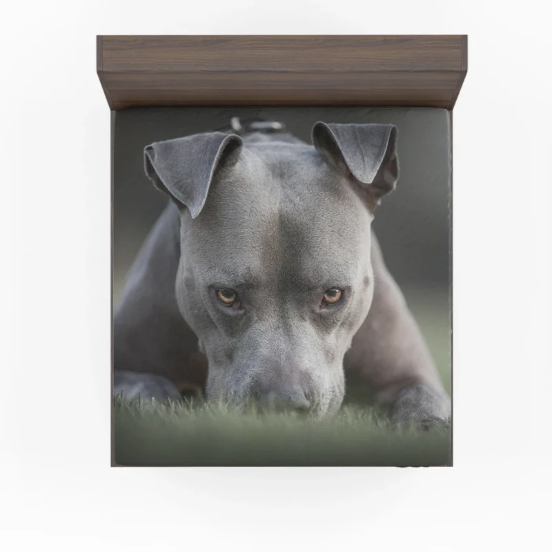 Intense Stare: American Pit Bull Terrier Fitted Sheet