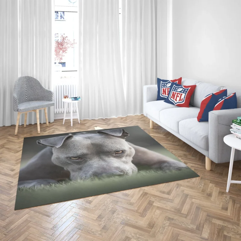 Intense Stare: American Pit Bull Terrier Floor Rug 2