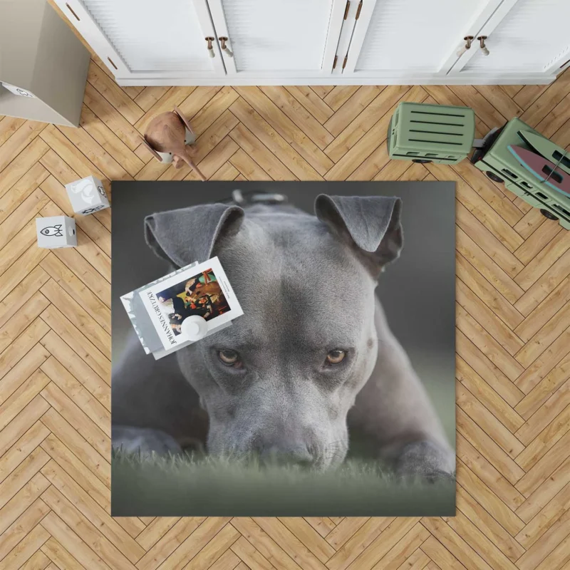 Intense Stare: American Pit Bull Terrier Floor Rug