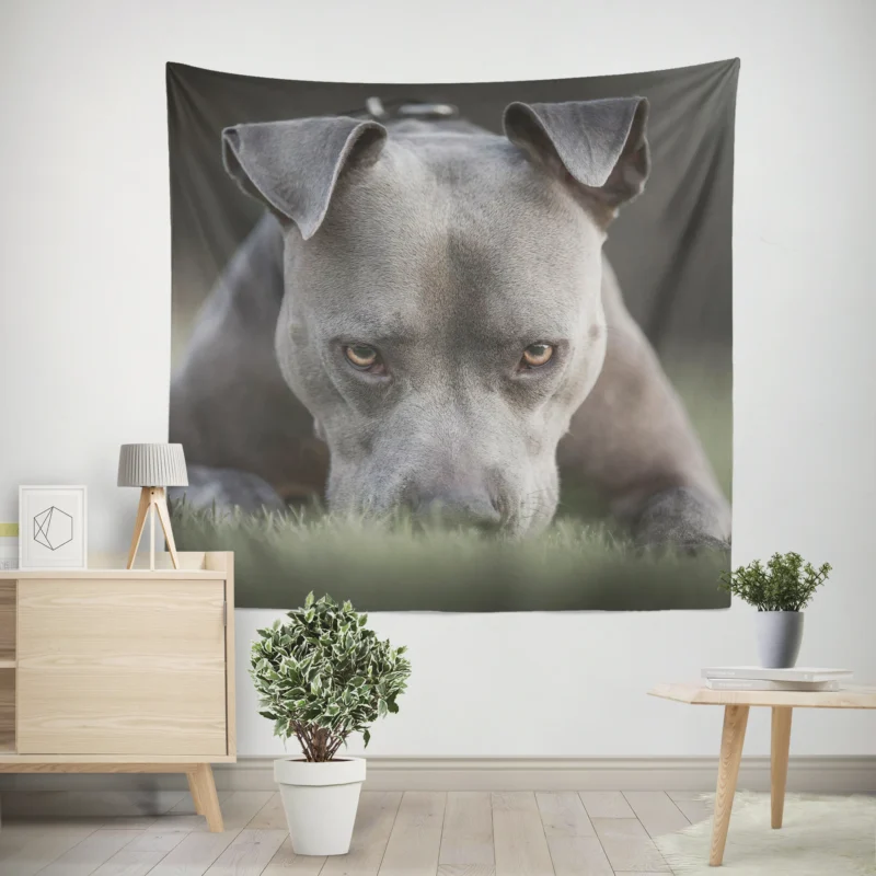 Intense Stare  American Pit Bull Terrier Wall Tapestry