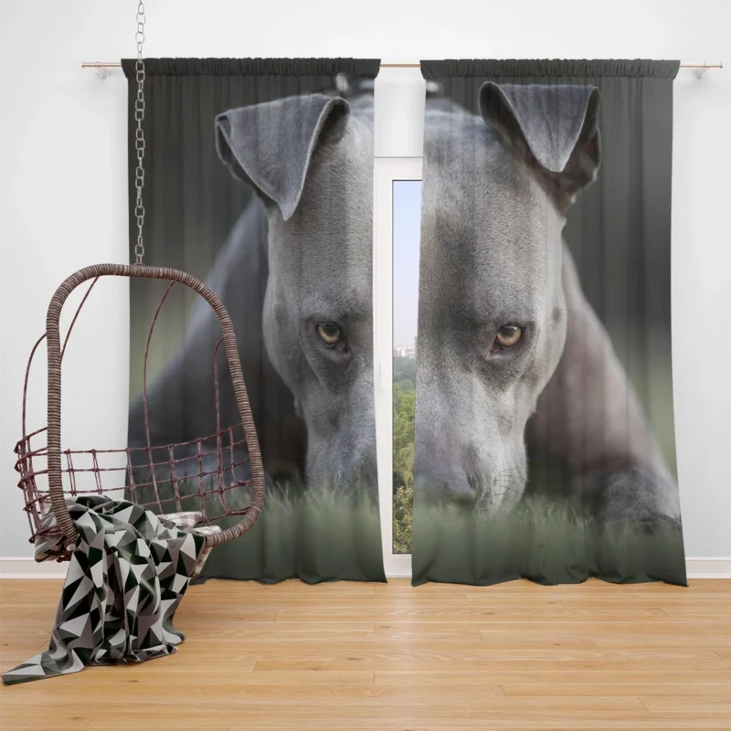 Intense Stare: American Pit Bull Terrier Window Curtain