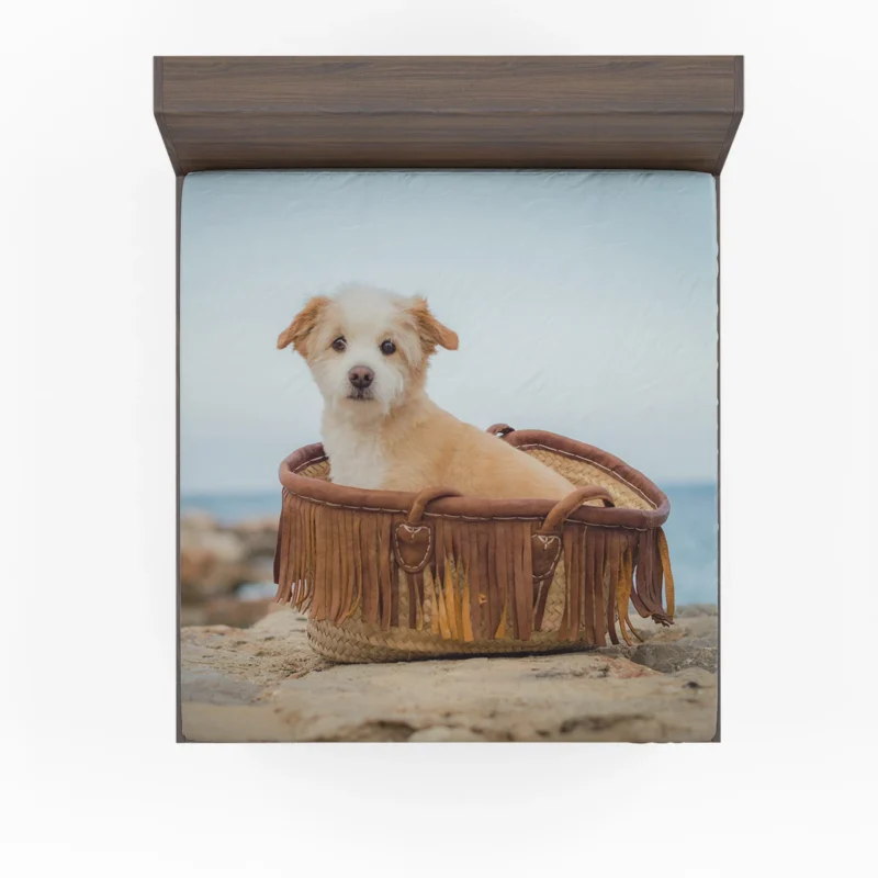 Intense Stare: Norfolk Terrier Pup Fitted Sheet