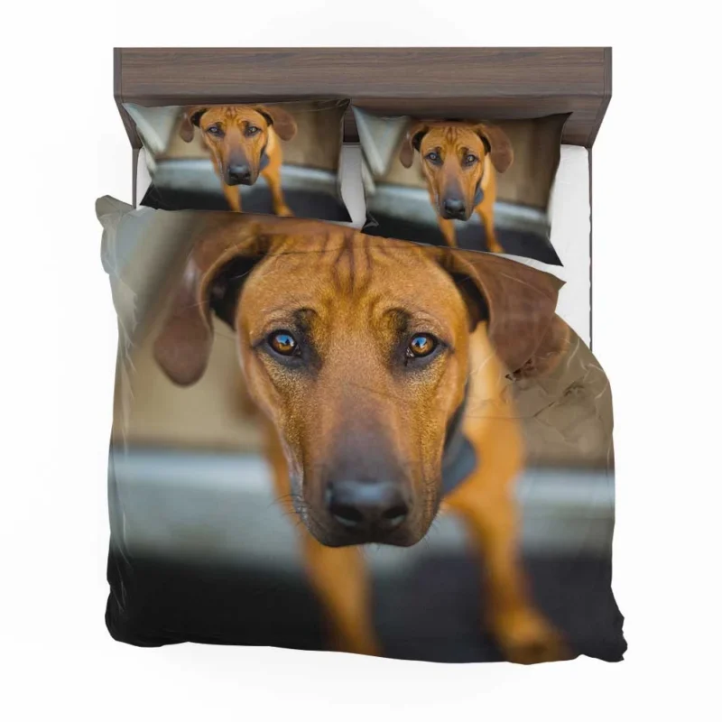 Intense Stare: Rhodesian Ridgeback Quartet Bedding Set 1