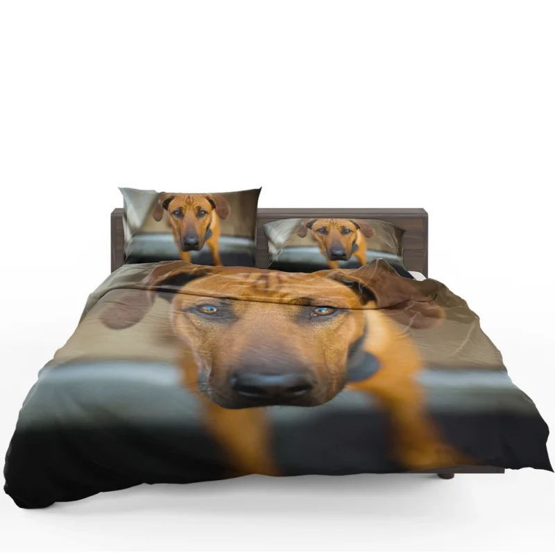 Intense Stare: Rhodesian Ridgeback Quartet Bedding Set