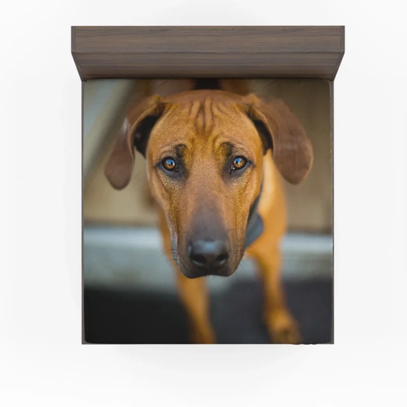 Intense Stare: Rhodesian Ridgeback Quartet Fitted Sheet 1