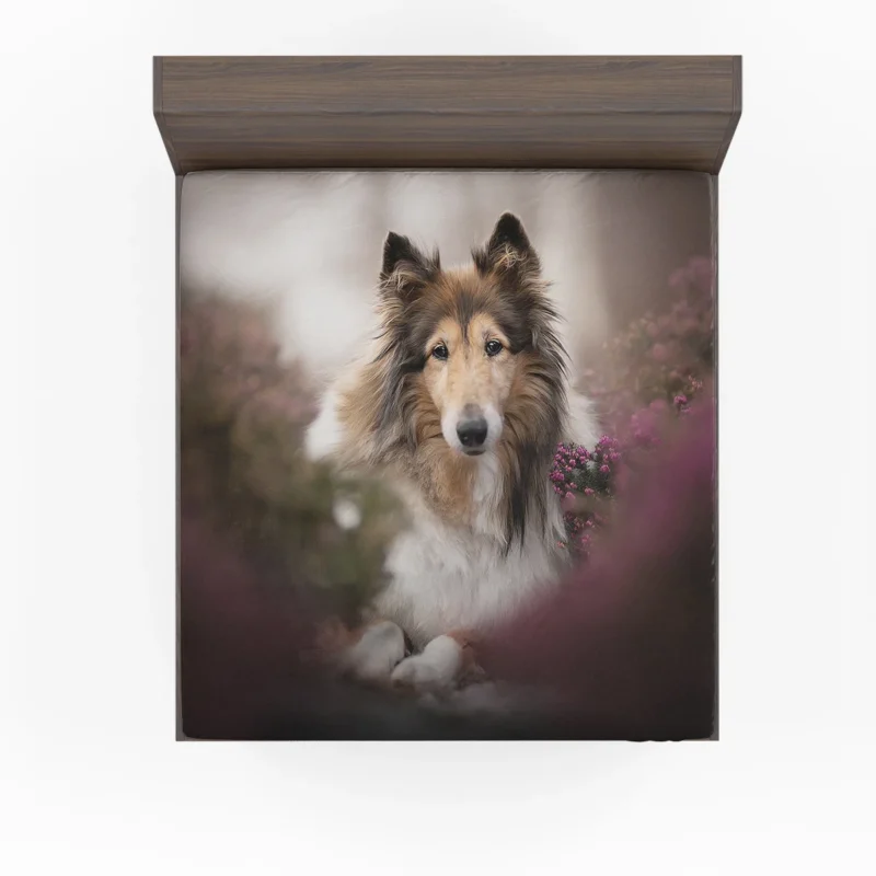 Intense Stare: Rough Collie Quartet Fitted Sheet