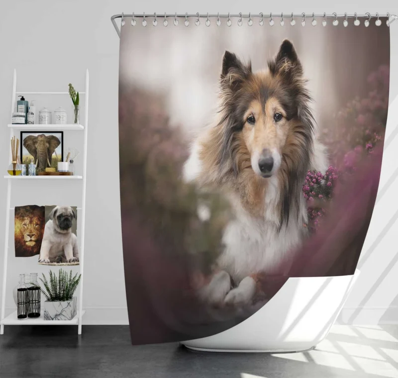 Intense Stare: Rough Collie Quartet Shower Curtain