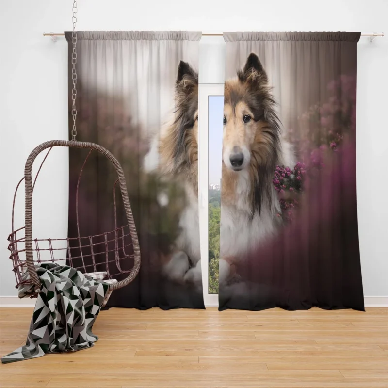 Intense Stare: Rough Collie Quartet Window Curtain