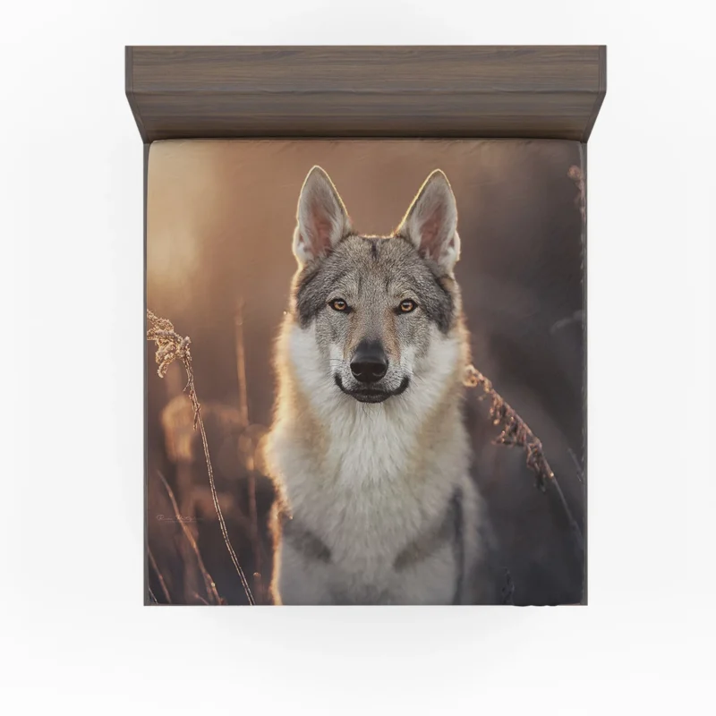 Intense Stare Under the Sky: Wolfdog Quartet Fitted Sheet