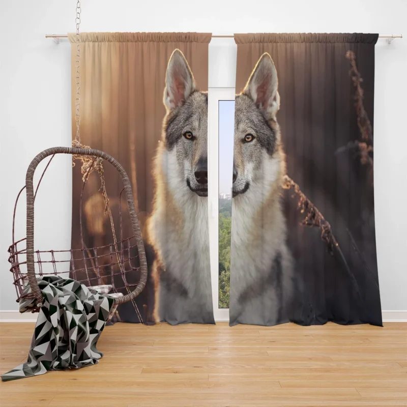 Intense Stare Under the Sky: Wolfdog Quartet Window Curtain