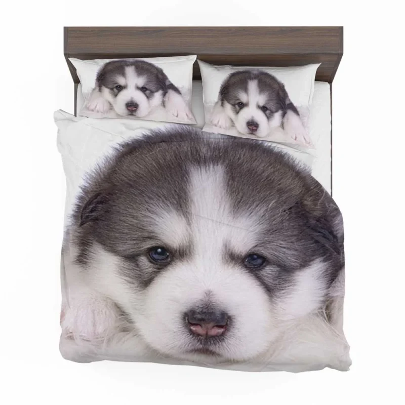 Irresistible Cuteness: Alaskan Malamute Puppy Quartet Bedding Set 1