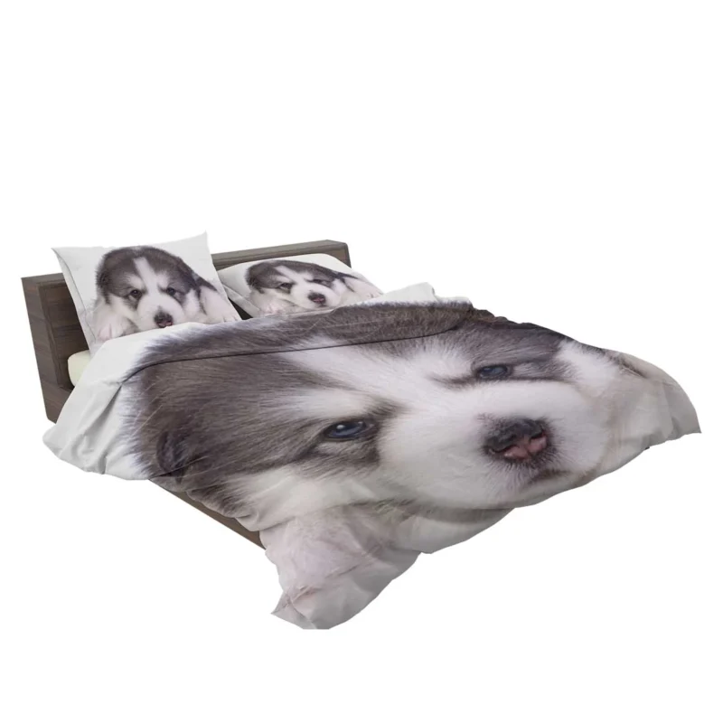 Irresistible Cuteness: Alaskan Malamute Puppy Quartet Bedding Set 2