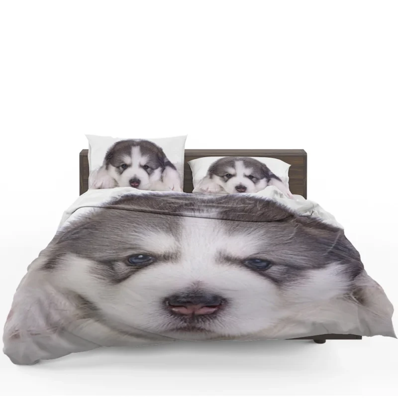 Irresistible Cuteness: Alaskan Malamute Puppy Quartet Bedding Set