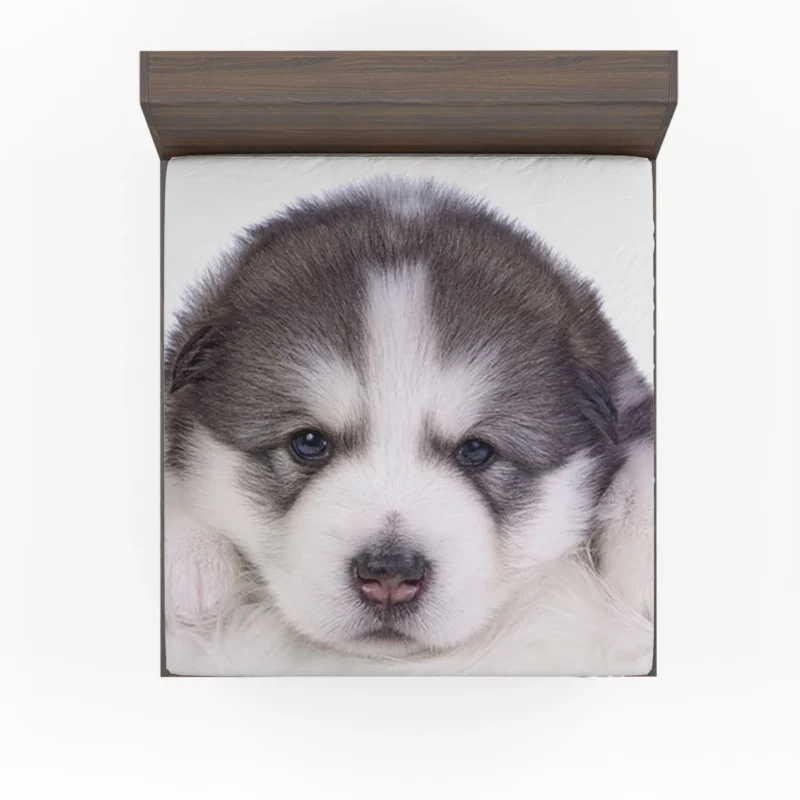 Irresistible Cuteness: Alaskan Malamute Puppy Quartet Fitted Sheet