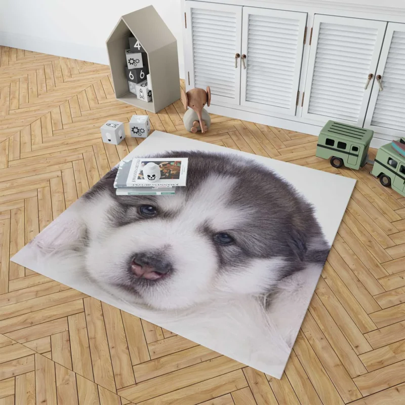 Irresistible Cuteness: Alaskan Malamute Puppy Quartet Floor Rug 1