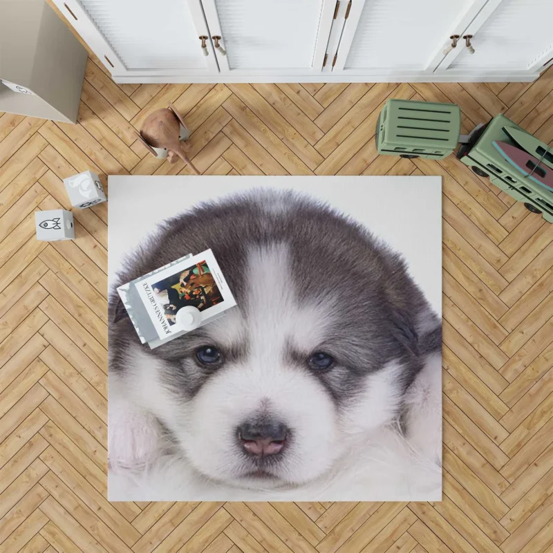 Irresistible Cuteness: Alaskan Malamute Puppy Quartet Floor Rug