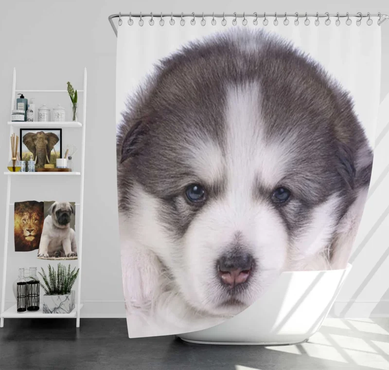 Irresistible Cuteness: Alaskan Malamute Puppy Quartet Shower Curtain