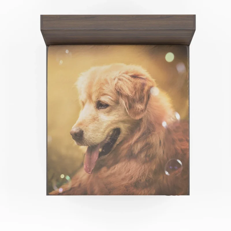 Joyful Quartet: Golden Retrievers with Bubbles Fitted Sheet