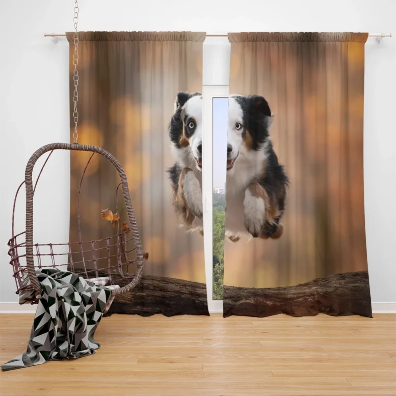 Jumping Canine over a Log with Depth Of Field: Australian Shepherd Window Curtain