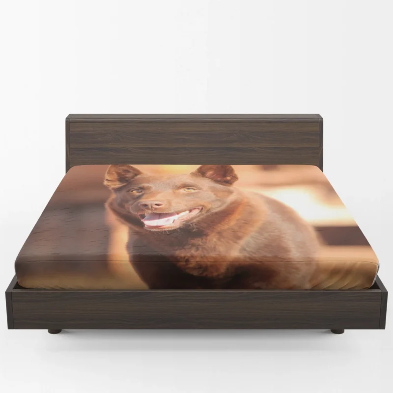 Kelpie Memorable Role: Red Dog Movie Star Fitted Sheet 1