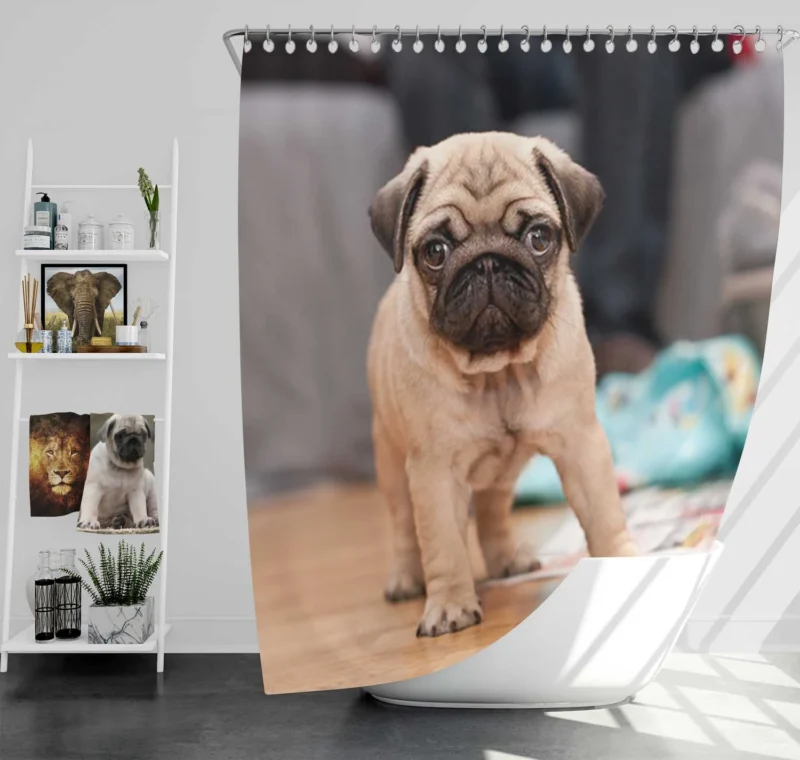 Kid-Friendly Majesty: Fourfold Pug Quartet Shower Curtain