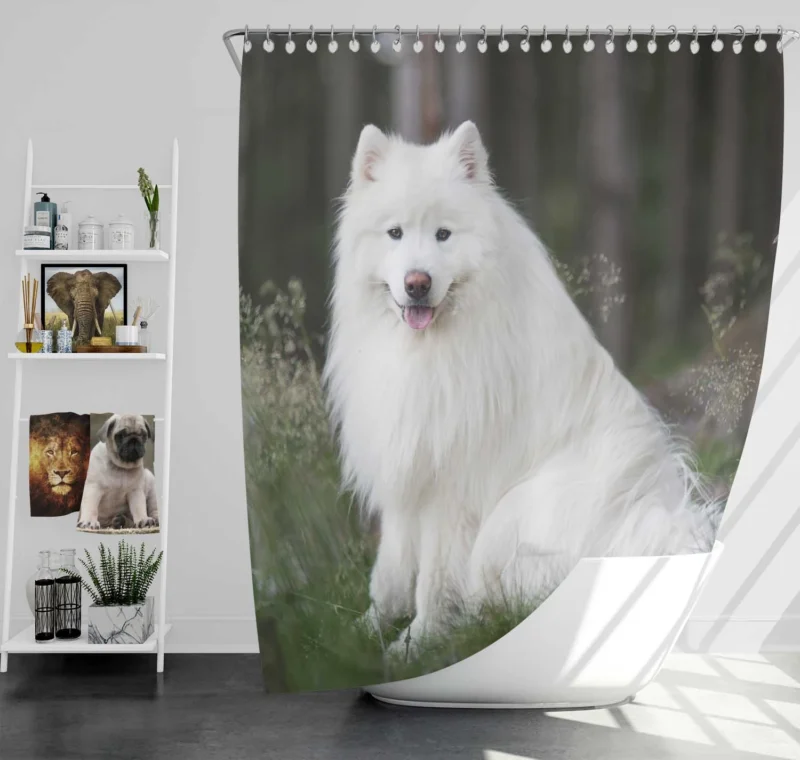 Kid-Friendly Samoyed: Quartet Shower Curtain