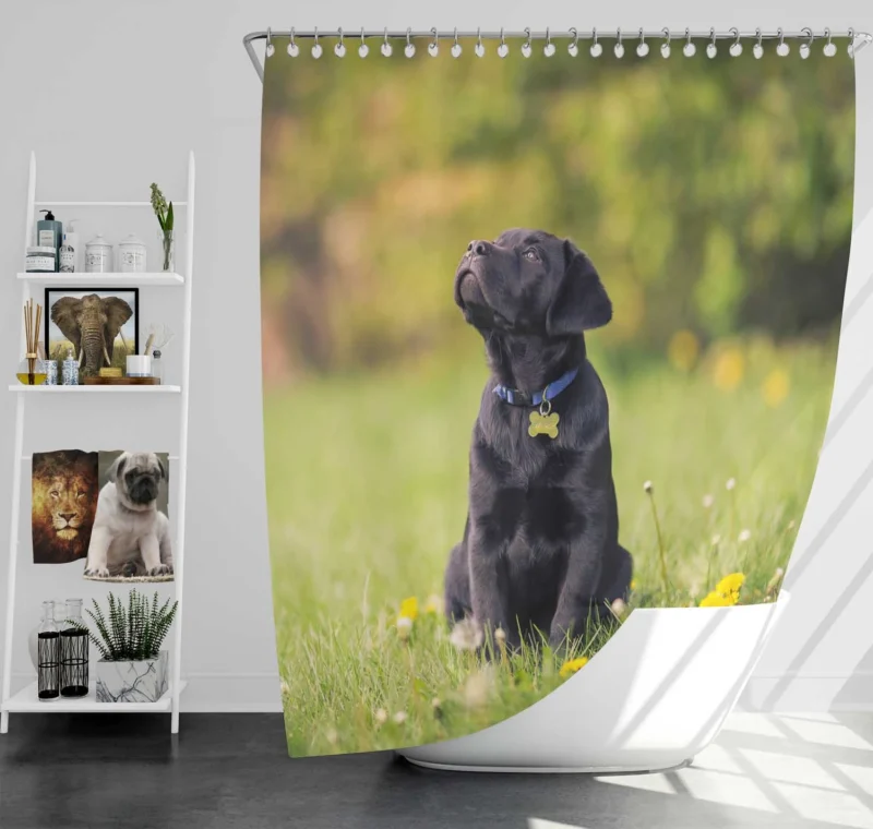 Labrador Puppy Quartet in Dandelion Fields Shower Curtain