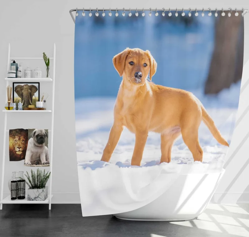 Labrador Quartet Delight: A Happy Black Lab Shower Curtain