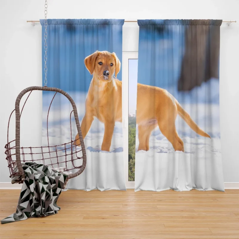 Labrador Quartet Delight: A Happy Black Lab Window Curtain