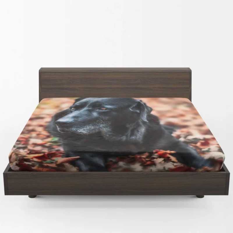 Labrador Quartet in the Forest: Depth of Field Fitted Sheet 1