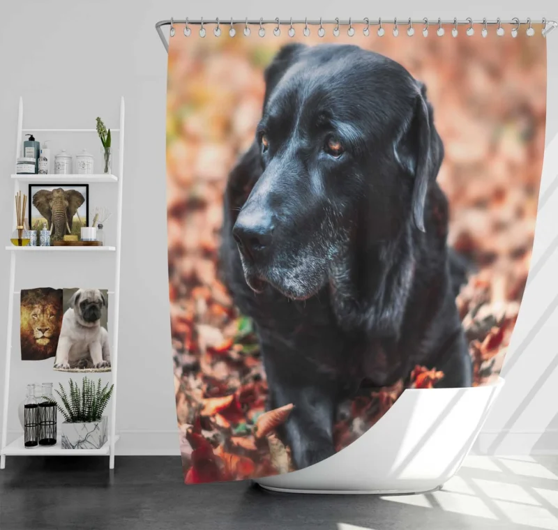 Labrador Quartet in the Forest: Depth of Field Shower Curtain