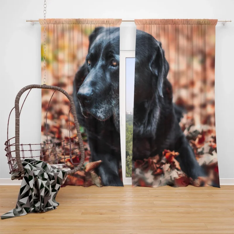 Labrador Quartet in the Forest: Depth of Field Window Curtain