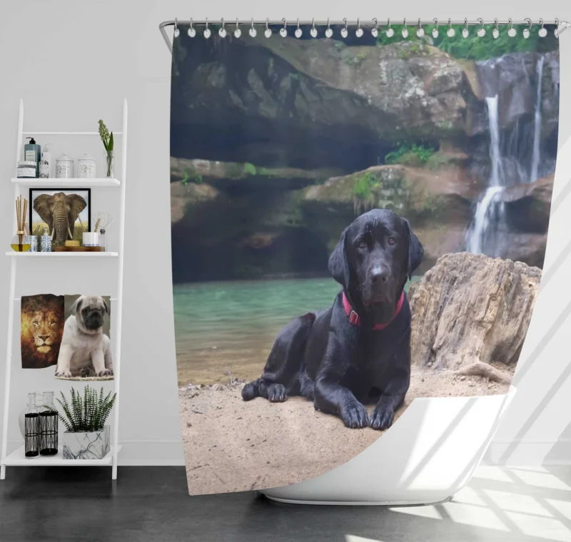 Lakeside Labrador Beauty: Labrador Quartet Shower Curtain