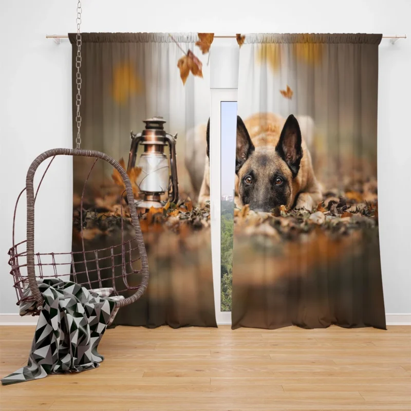 Lantern with Depth Of Field: Belgian Shepherd Window Curtain