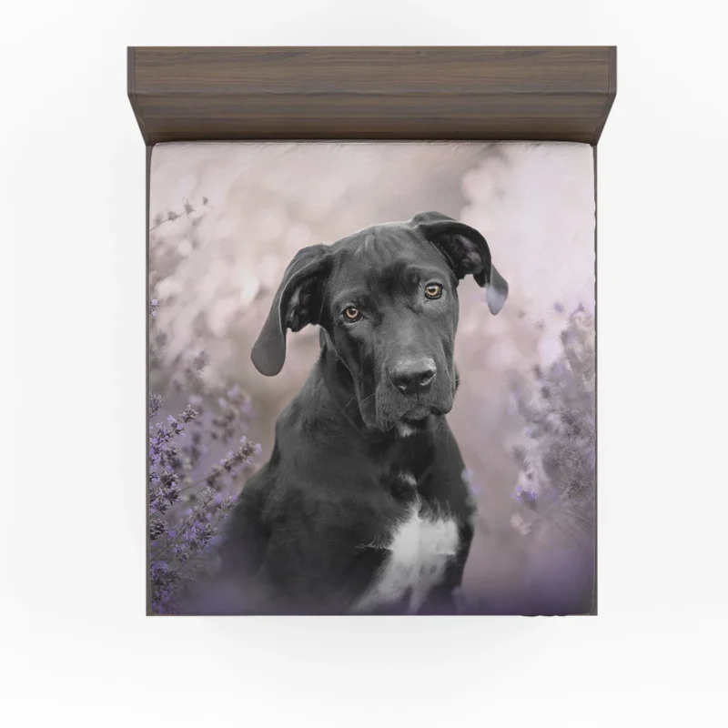 Lavender Dreams: Cane Corso Quartet Fitted Sheet