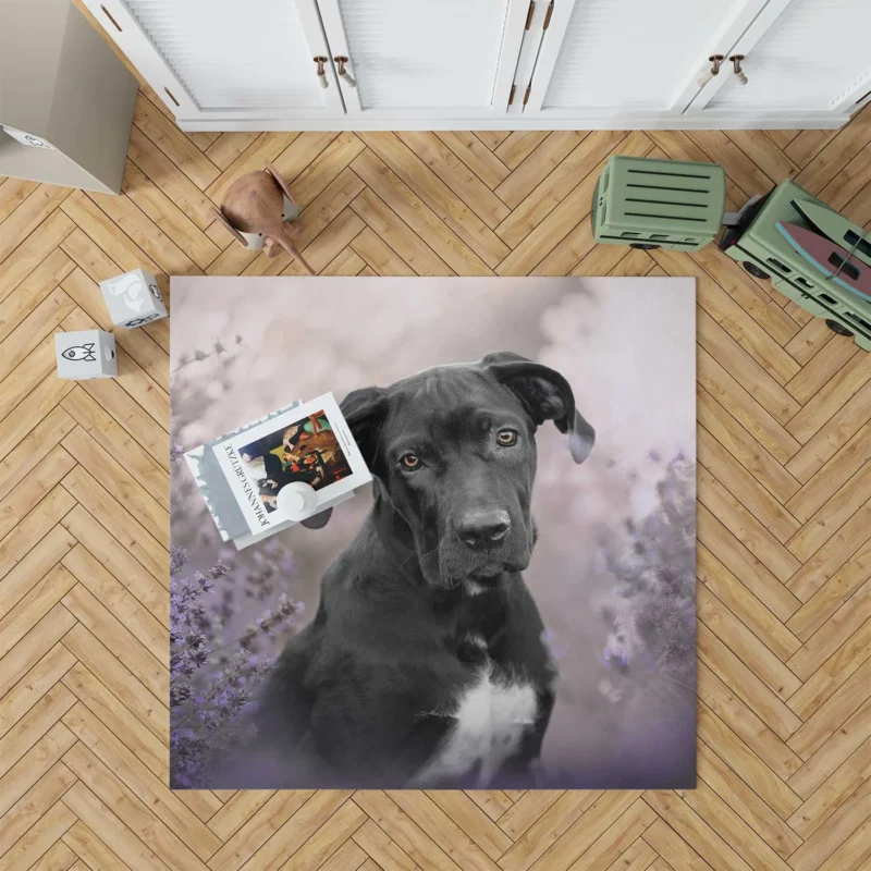 Lavender Dreams: Cane Corso Quartet Floor Rug