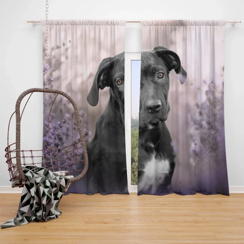 Lavender Dreams: Cane Corso Quartet Window Curtain