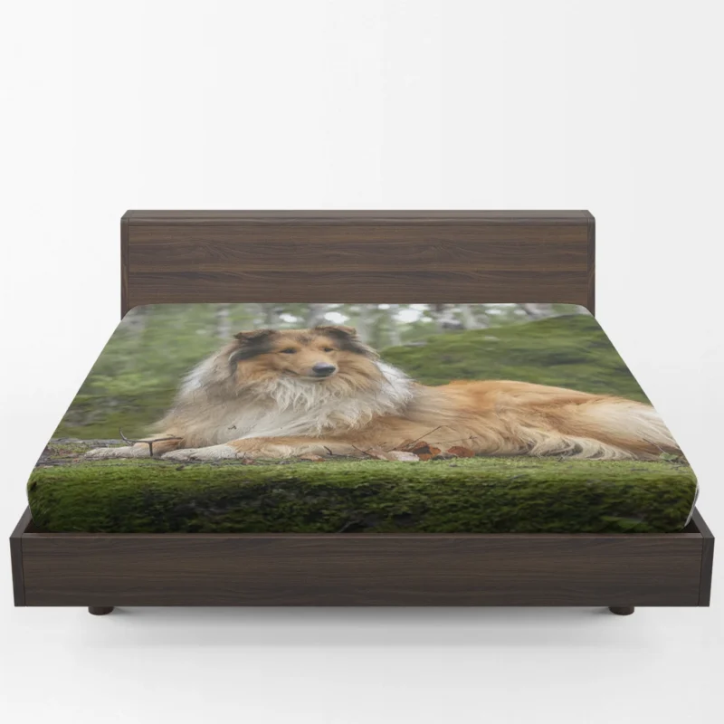 Lavender Dreams: Rough Collie Quartet Fitted Sheet 1