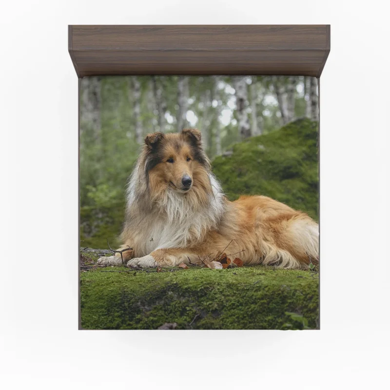 Lavender Dreams: Rough Collie Quartet Fitted Sheet