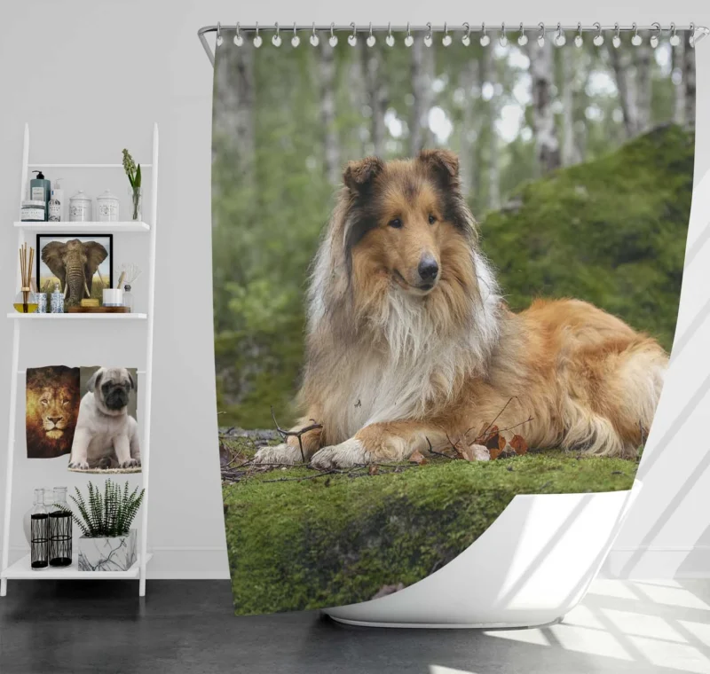 Lavender Dreams: Rough Collie Quartet Shower Curtain