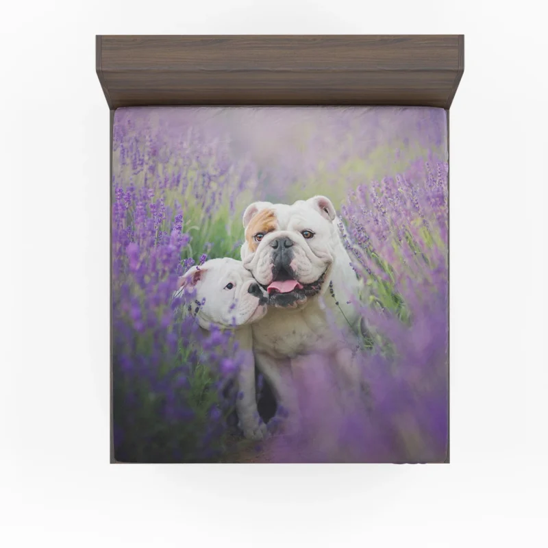 Lavender Dreams with Puppies: Bulldog Quartet Fitted Sheet