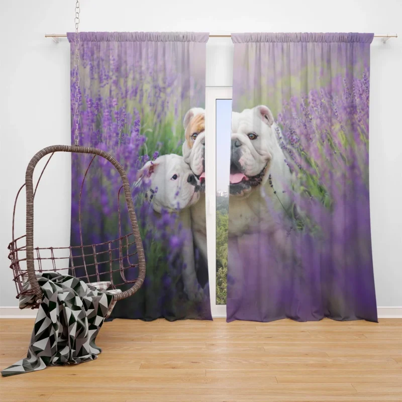 Lavender Dreams with Puppies: Bulldog Quartet Window Curtain