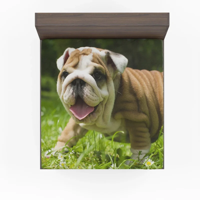 Lavender Dreams with Puppies: Loyal Bulldog Quartet Fitted Sheet