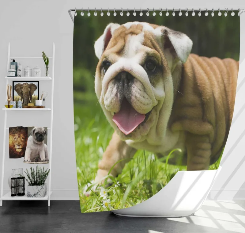 Lavender Dreams with Puppies: Loyal Bulldog Quartet Shower Curtain