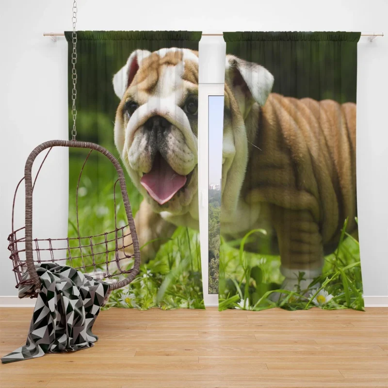 Lavender Dreams with Puppies: Loyal Bulldog Quartet Window Curtain