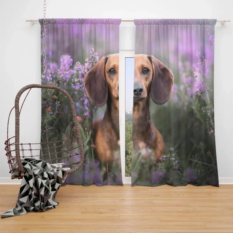 Lavender and Flowers: Dachshund Quartet Window Curtain