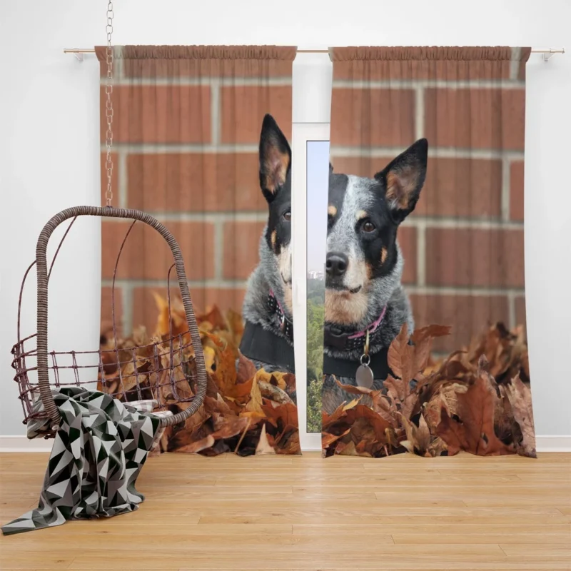 Leaf and Nature Beauty: Australian Cattle Dog Window Curtain